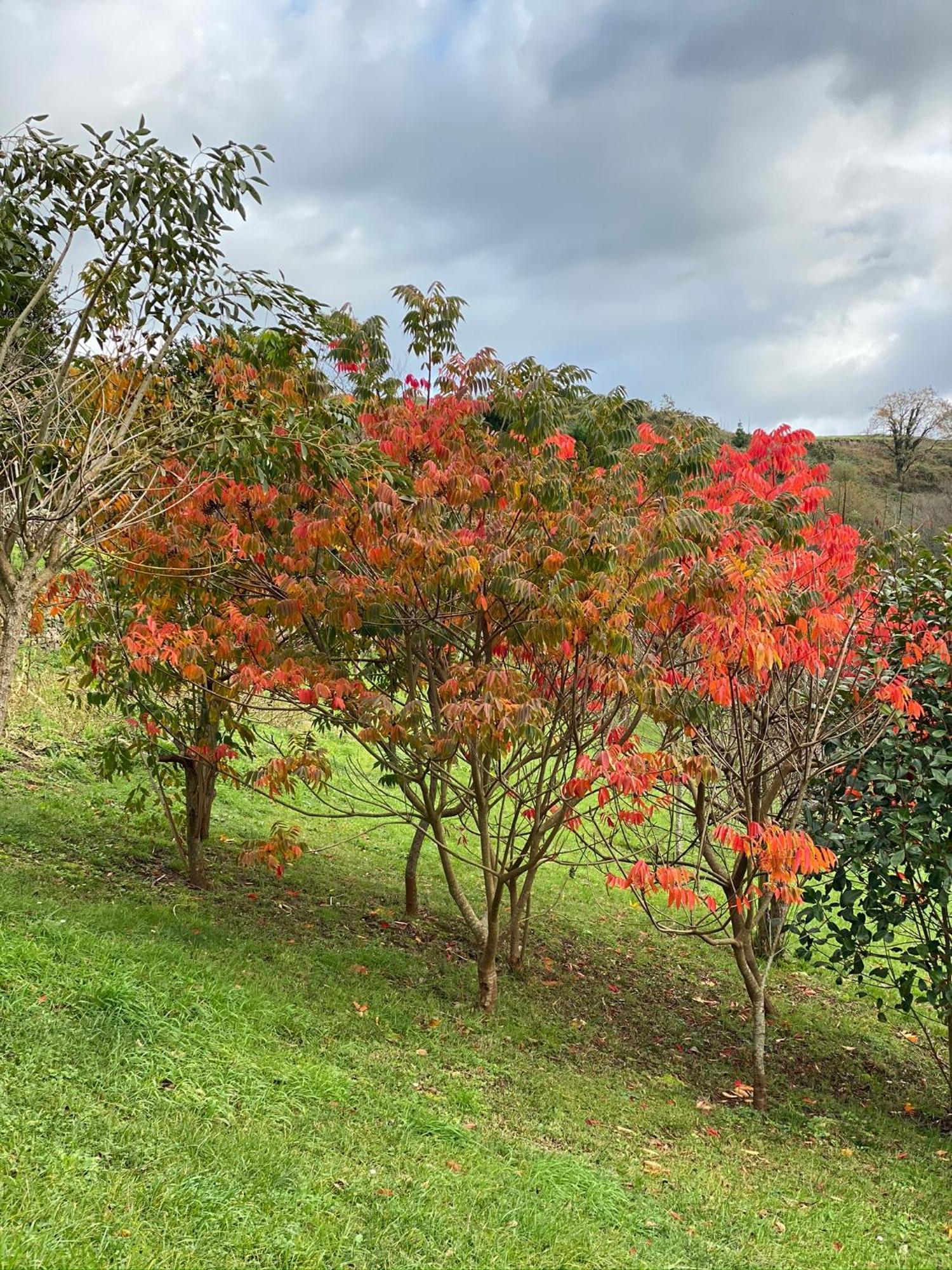 Finca Portizuelo Luarca Eksteriør bilde