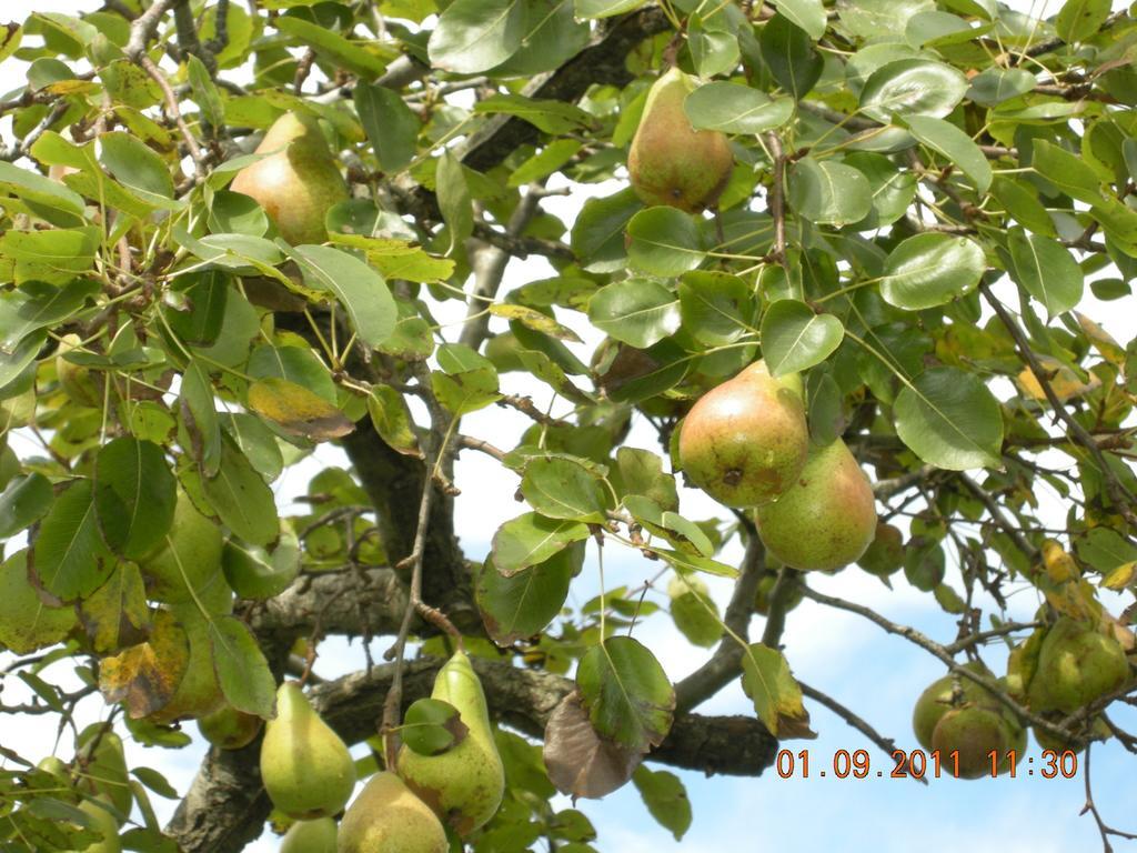 Finca Portizuelo Luarca Eksteriør bilde